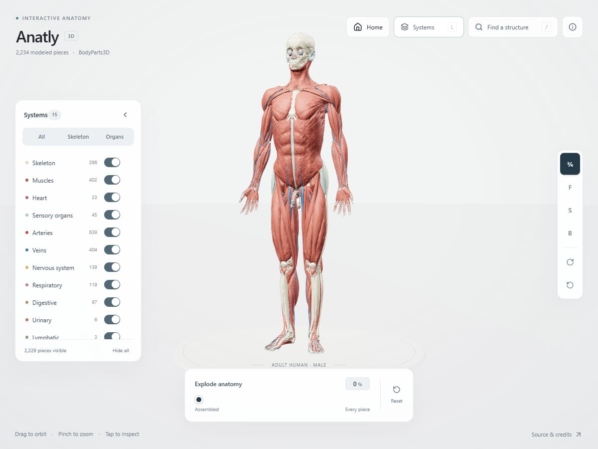 Anatly 交互式 3D 人体解剖，显示骨骼与肌肉