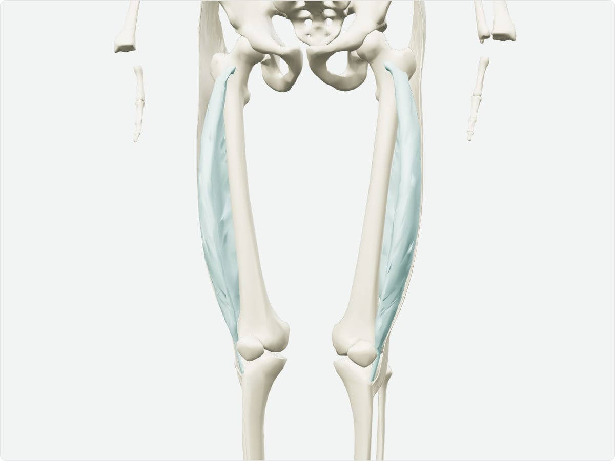 3D model of the vastus lateralis shown with nearby bones